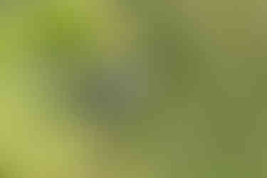 Gray Kingbird