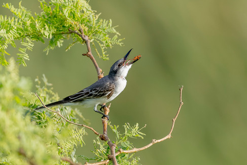 Gray Kingbird