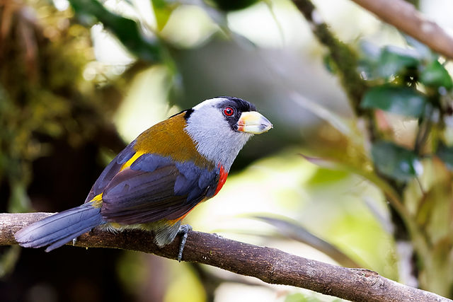 Toucan Barbet