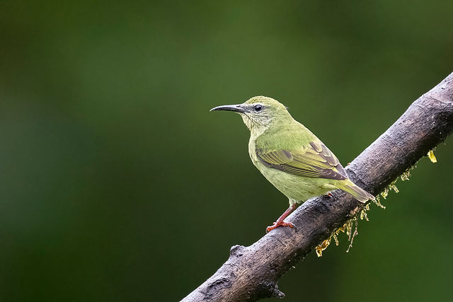 Red-legged Honeycreeper