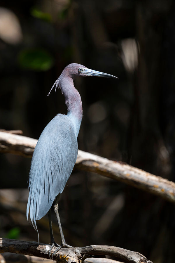 Little Blue Heron