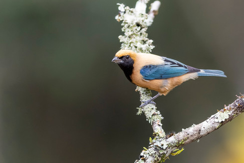 Burnished-buff Tanager
