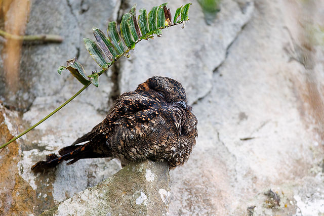 Lyre-tailed Nightjar