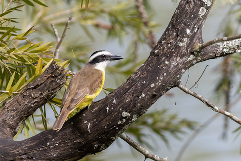 Great Kiskadee