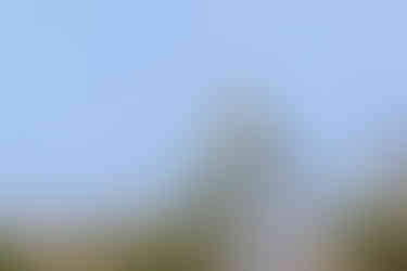 Greater Double-collared Sunbird