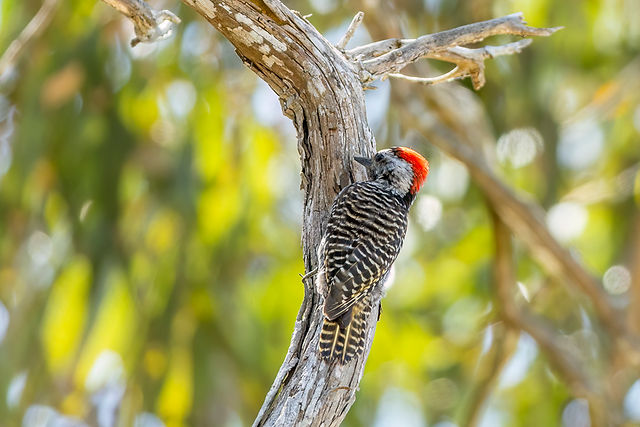 Cardinal Woodpecker
