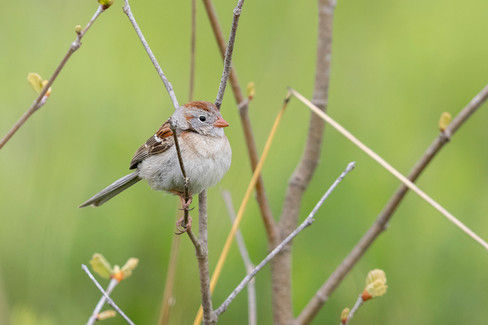 Field Sparrow