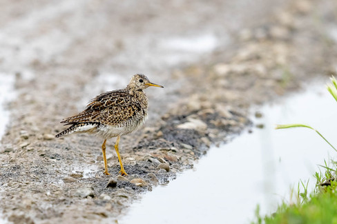Upland Sandpiper