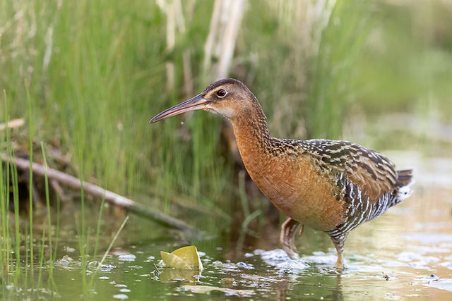 King Rail
