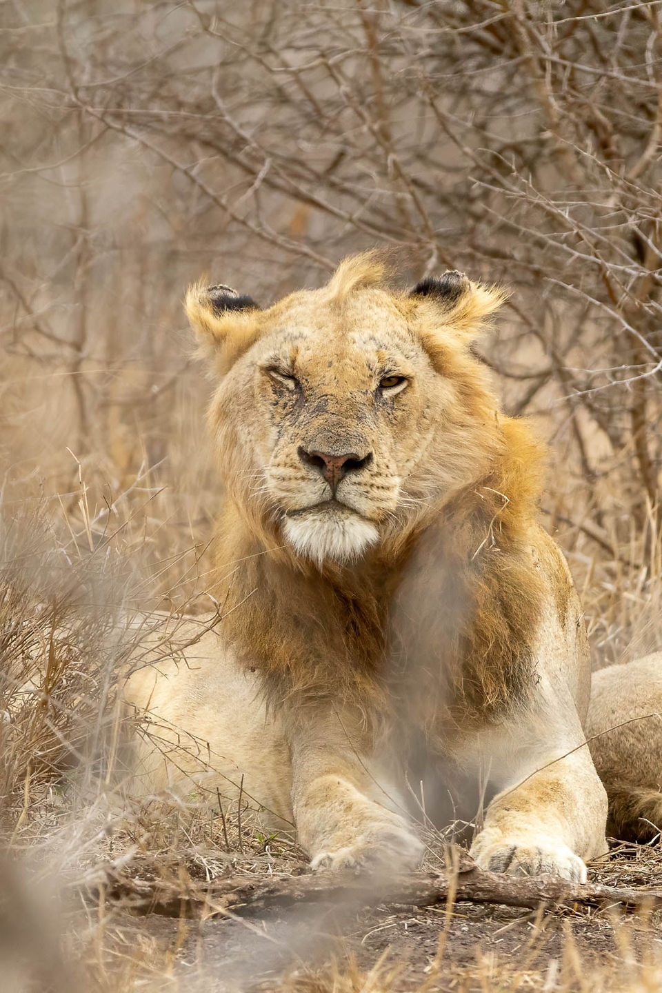 African Lion