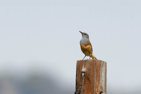 Sentinel Rock Thrush