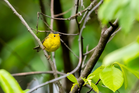 Wilson's Warbler