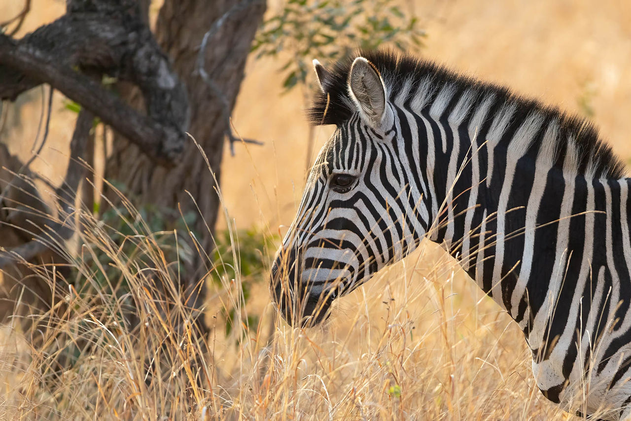 Plains Zebra