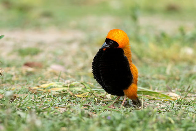 Southern Red Bishop, ZA