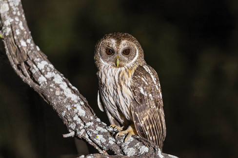 Mottled Owl