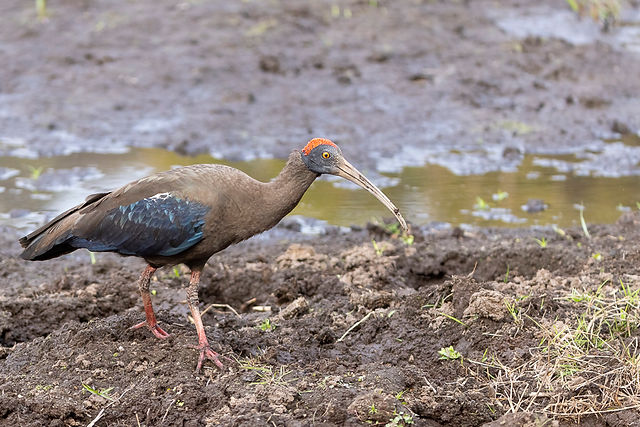 Red-naped Ibis
