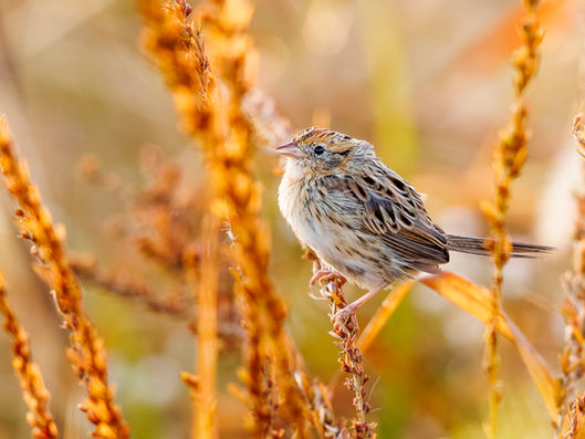 The Blackburnian of the Prairie