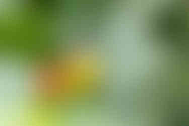 Bananaquit