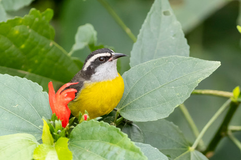 Bananaquit