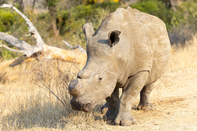 White Rhinoceros