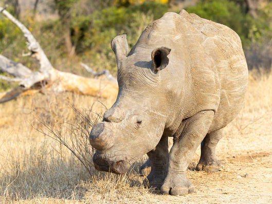 South Africa - Kruger