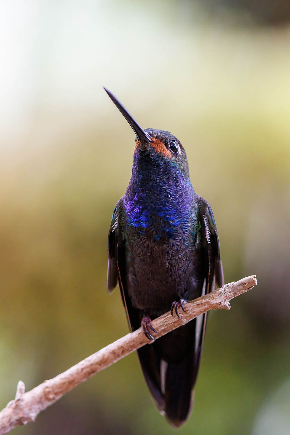 Rufous-gaped Hillstar