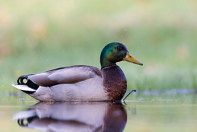 Mallard
