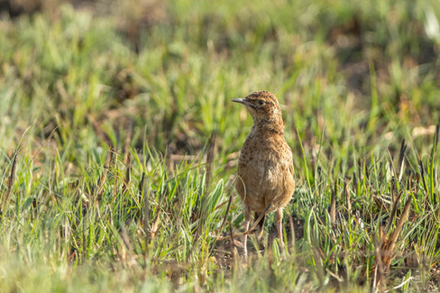 Spike-heeled Lark
