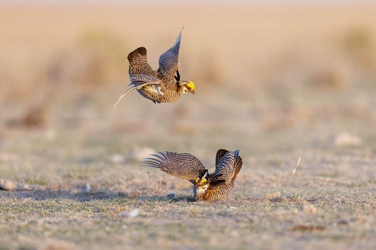 Greater and Lesser Fight