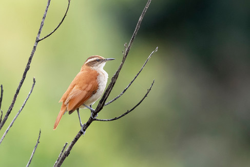Wing-banded Hornero