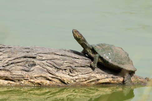 Marsh Terrapin