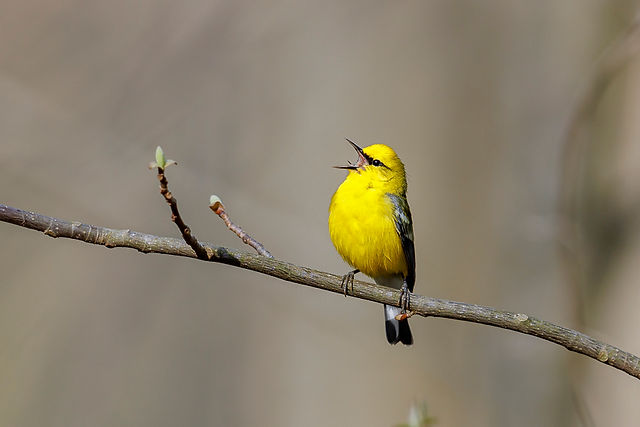 Blue-winged Warbler