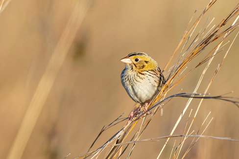 Henslow's Sparrow