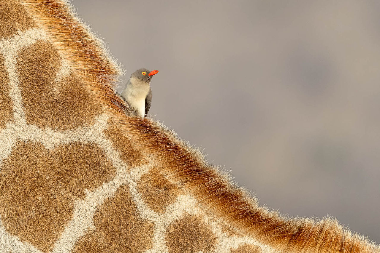 Red-billed Oxpecker