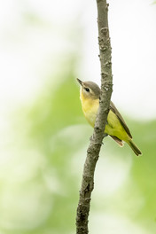 Philadelphia Vireo