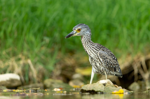 Yellow-crowned Night-Heron