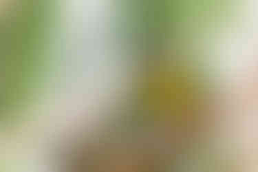 Bananaquit