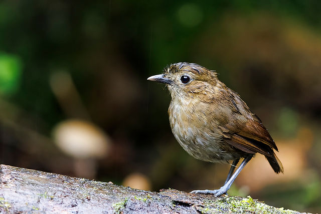 Brown-banded Antpitta