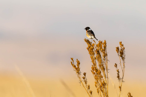 Zebra (Orange-breasted) Waxbill