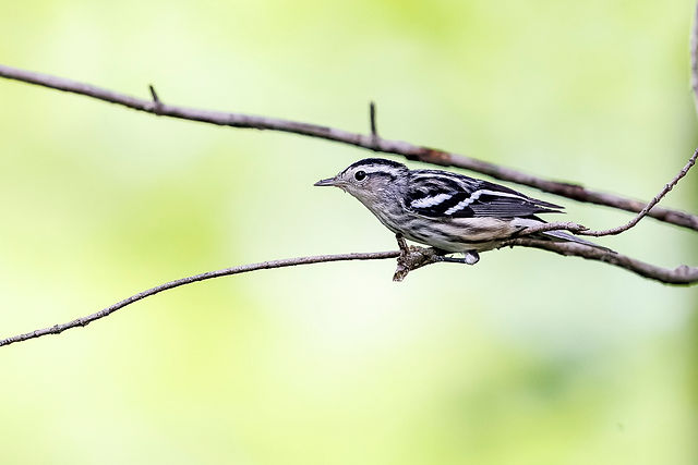 Black-and-white Warbler