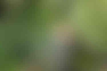 Brown Thrasher