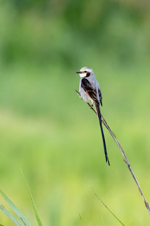Streamer-tailed Tyrant