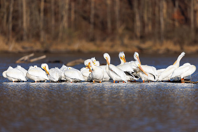 American White Pelican