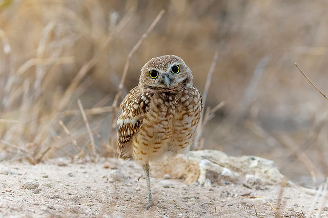 Burrowing Owl