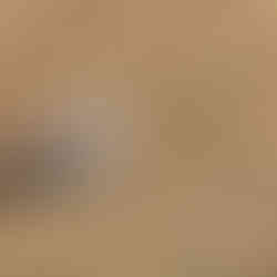 White-browed Sparrow-Weaver