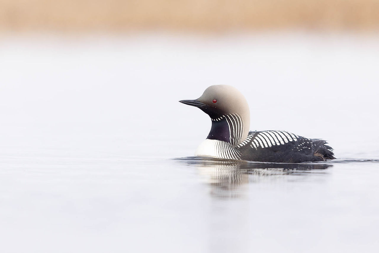 Pacific Loon
