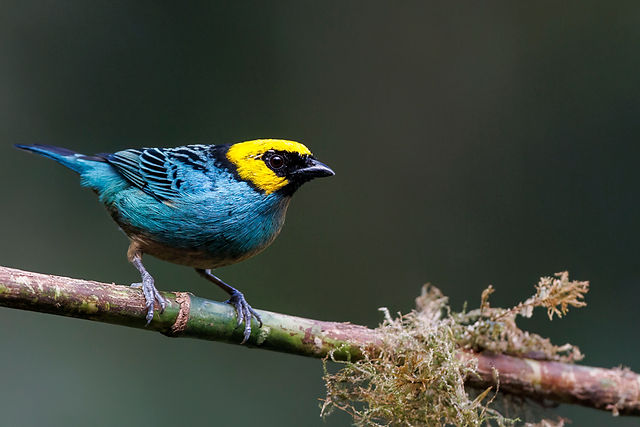 Saffron-crowned Tanager