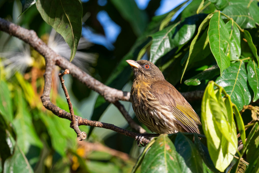 Palmchat
