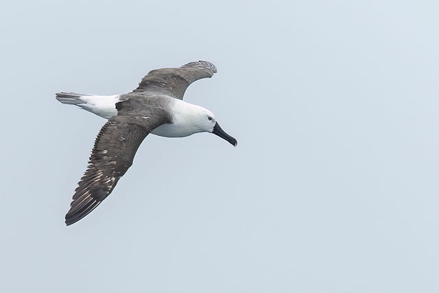 Indian Yellow-nosed Albatross