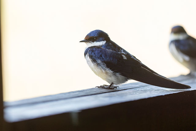 White-throated Swallow